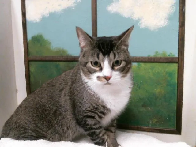 An adult large-sized male Domestic Short Hair cat named Nene for adoption in Houston, TX