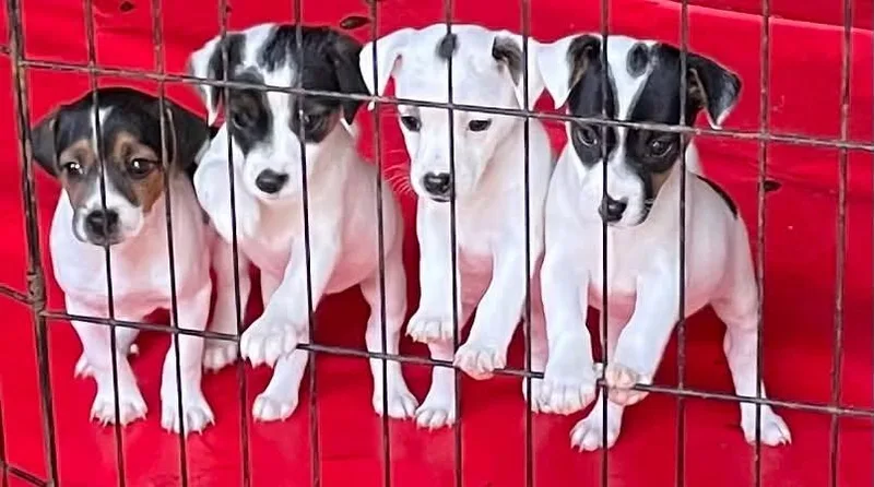 A baby small-sized female Tricolor (Brown, Black, & White) Jack Russell Terrier dog named Dolly for adoption in Plainfield, IN