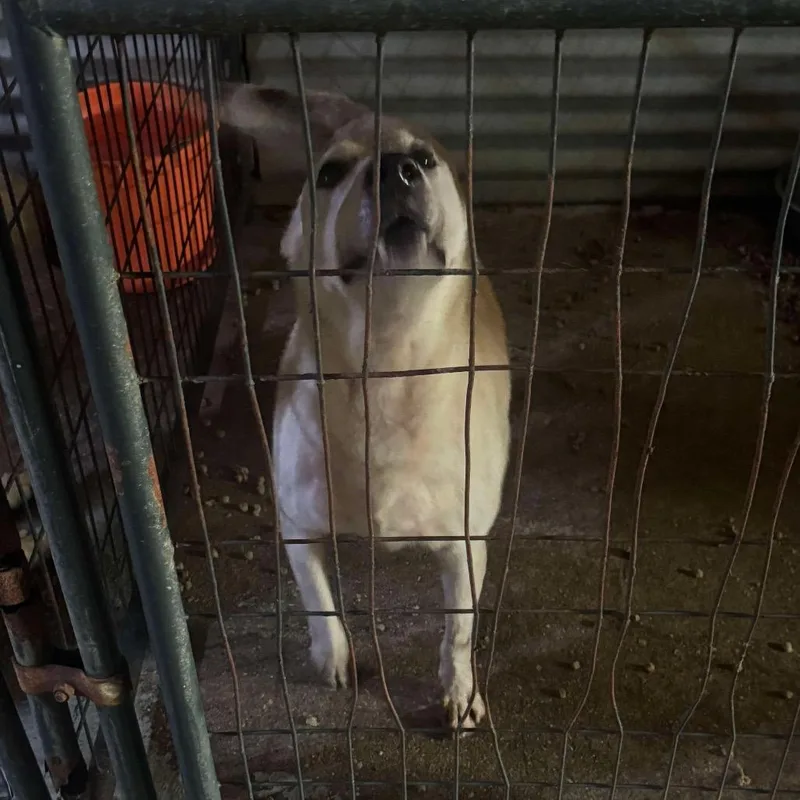 Millie Mae thumbnail 2