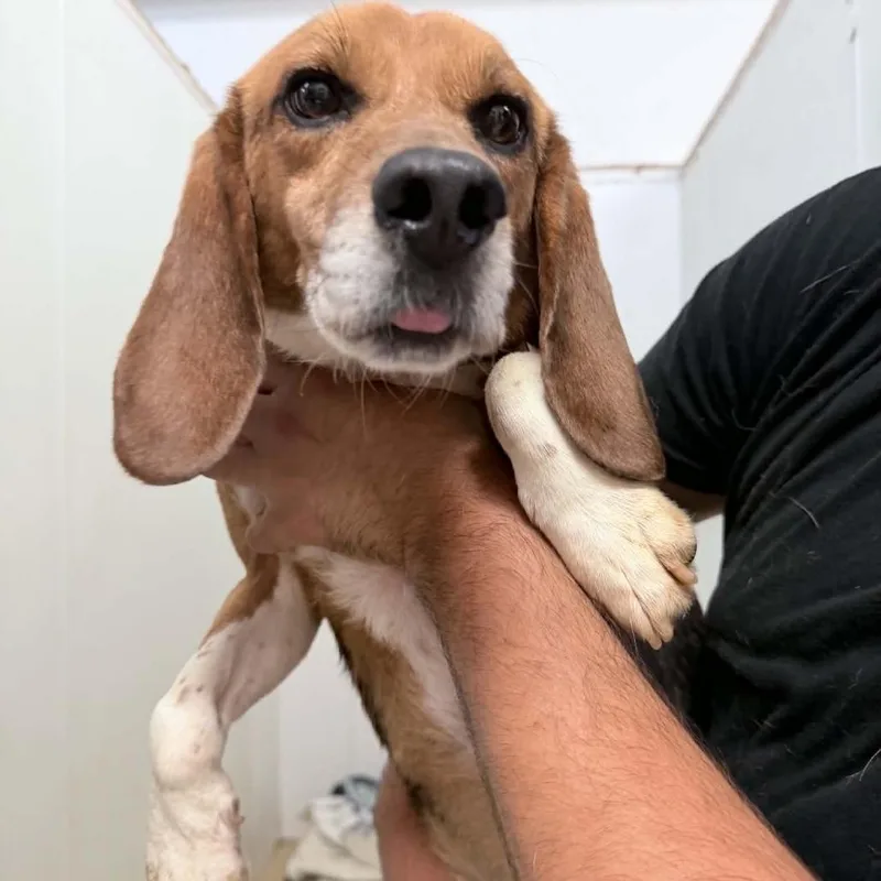An adult small-sized male Brown / Chocolate Beagle dog named Jasper Johns  Chino for adoption in Chino Hills, CA