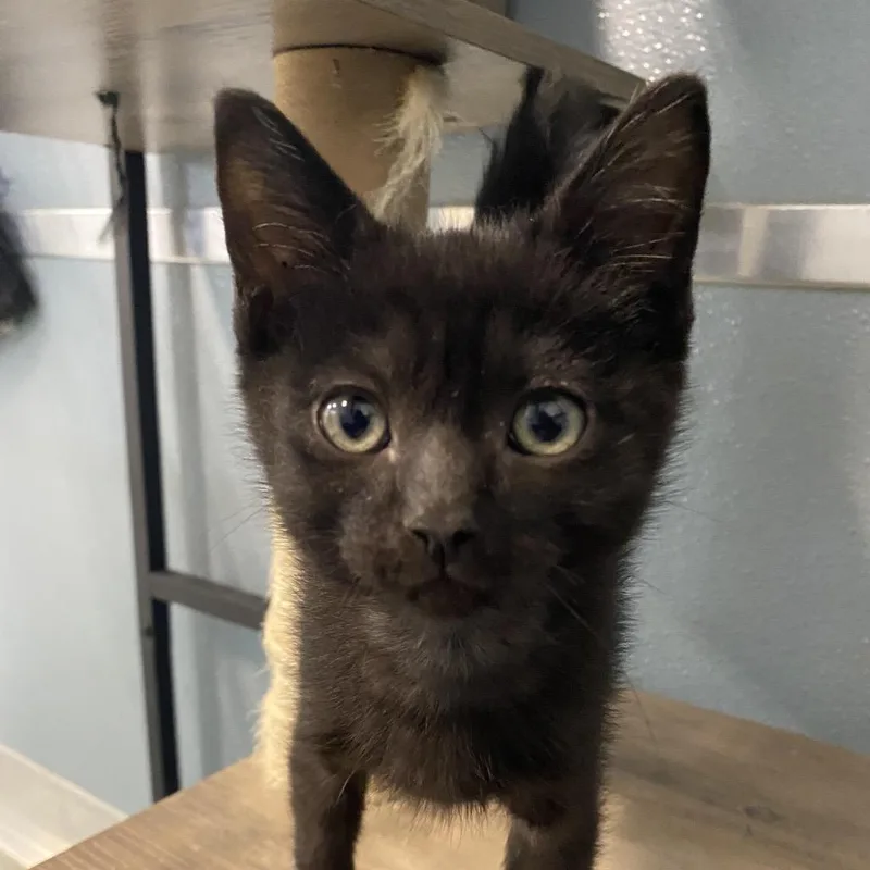 A baby small-sized male Black Siamese cat named Plankton for adoption in Sheridan, WY
