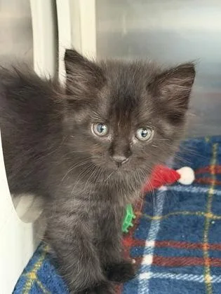 A baby small-sized female Domestic Medium Hair cat named Comet for adoption in New Orleans, LA
