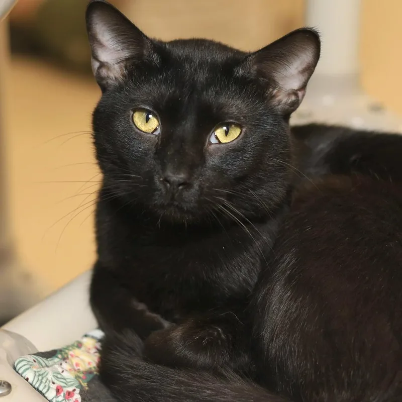 An adult medium-sized male Black Domestic Short Hair cat named Houdini for adoption in Evansville, IN