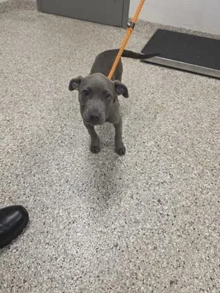 A baby small-sized female Terrier dog named Patty for adoption in Gastonia, NC