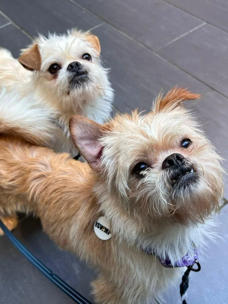 A baby small-sized male White / Cream Brussels Griffon dog named Ernie & Enzo for adoption in Los Angeles, CA