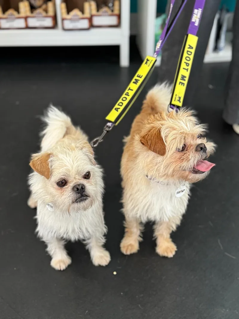 Ernie & Enzo thumbnail 2