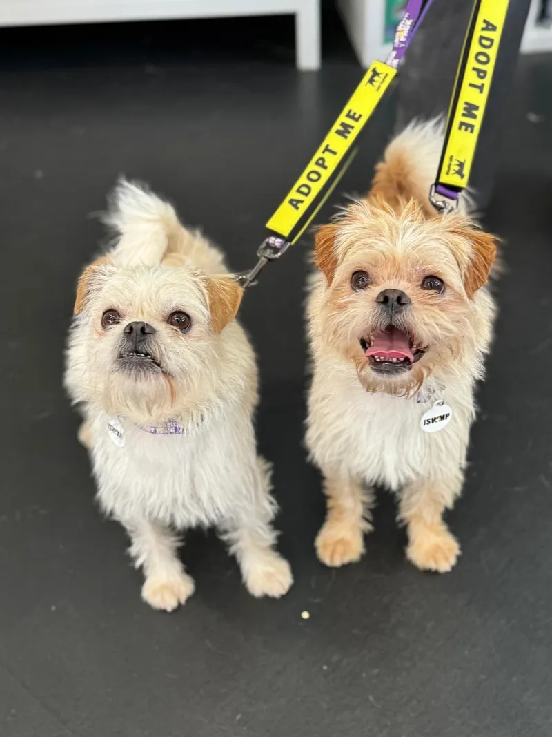 Ernie & Enzo thumbnail 4
