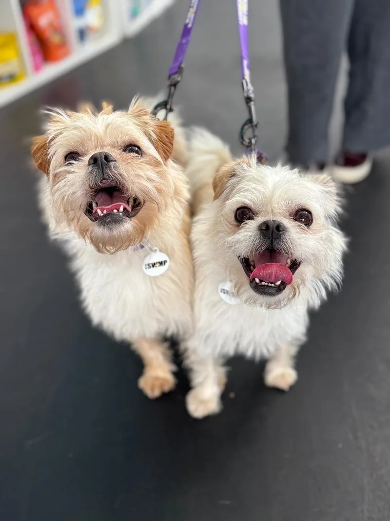 Ernie & Enzo thumbnail 5