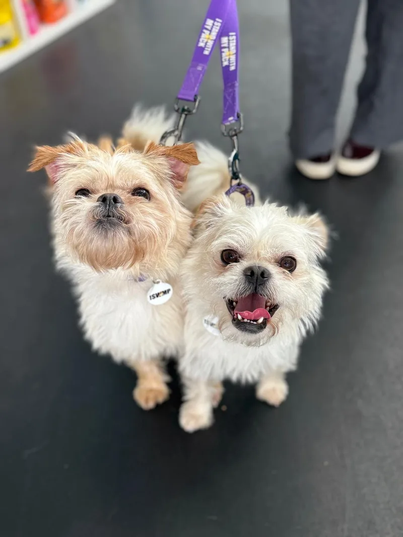 Ernie & Enzo thumbnail 6
