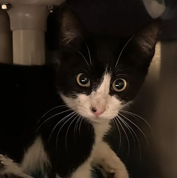 A baby small-sized female Domestic Short Hair cat named Working Cat Peebo for adoption in San Diego, CA