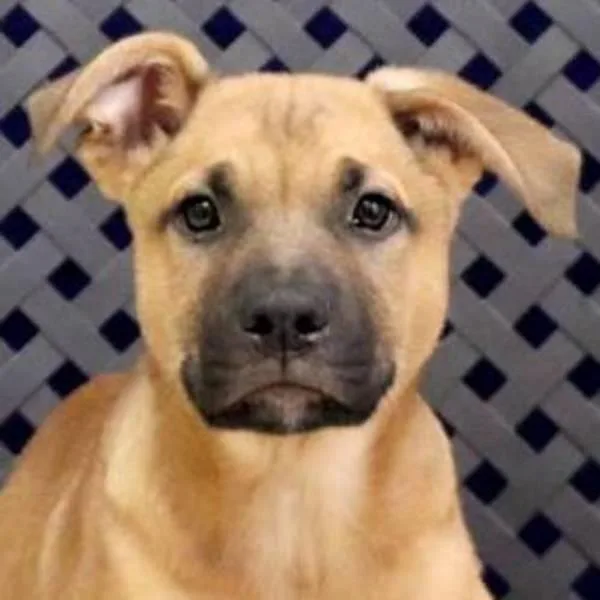 A young medium-sized male Shepherd dog named Apollo for adoption in Midland, TX
