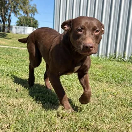 An adult large-sized male Brown / Chocolate Labrador Retriever dog named Bludger for adoption in Inverness, FL