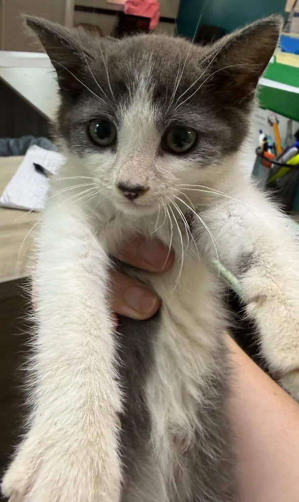 A baby small-sized male Domestic Short Hair cat named LOC Dale for adoption in Greencastle, IN