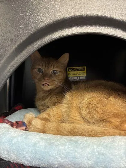 A senior medium-sized male Domestic Short Hair cat named Oliver for adoption in Shawano, WI