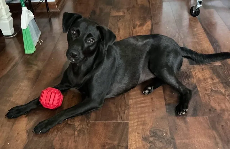A young medium-sized female Labrador Retriever dog named Daphne for adoption in Valrico, FL