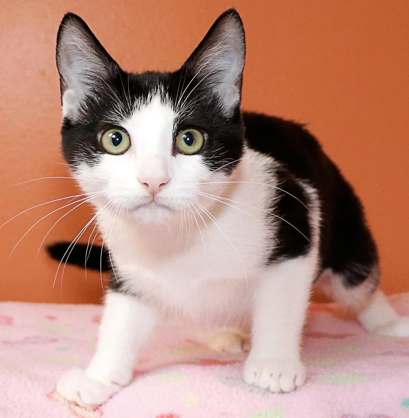 A baby medium-sized female Black & White / Tuxedo Domestic Short Hair cat named Double Stuff for adoption in Cincinnati, OH