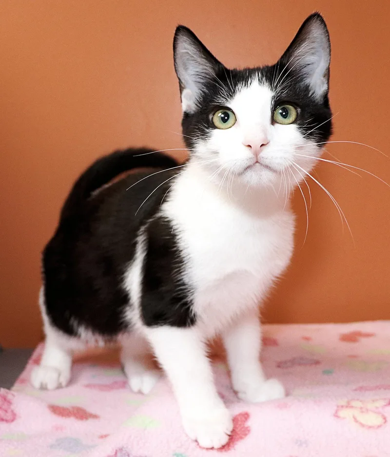 Double Stuff thumbnail 2