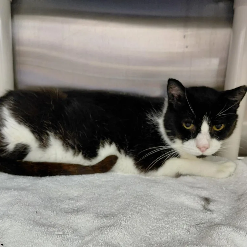 A senior medium-sized male Black Domestic Short Hair cat named Benny for adoption in Philadelphia, PA