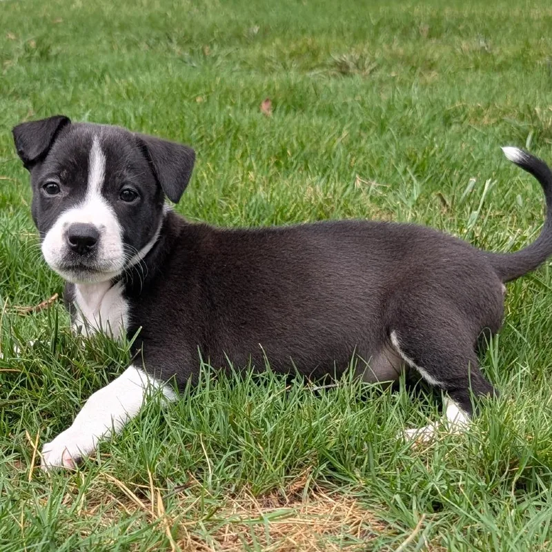A baby medium-sized female Black Pit Bull Terrier dog named Coconut for adoption in Durham, NC