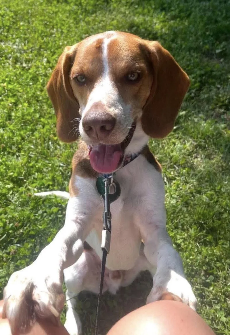 An adult medium-sized male Beagle dog named Bandit for adoption in Brookville, OH