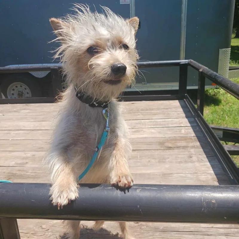 A young small-sized male Yellow / Tan / Blond / Fawn Yorkshire Terrier dog named Zeus for adoption in Wadena, MN