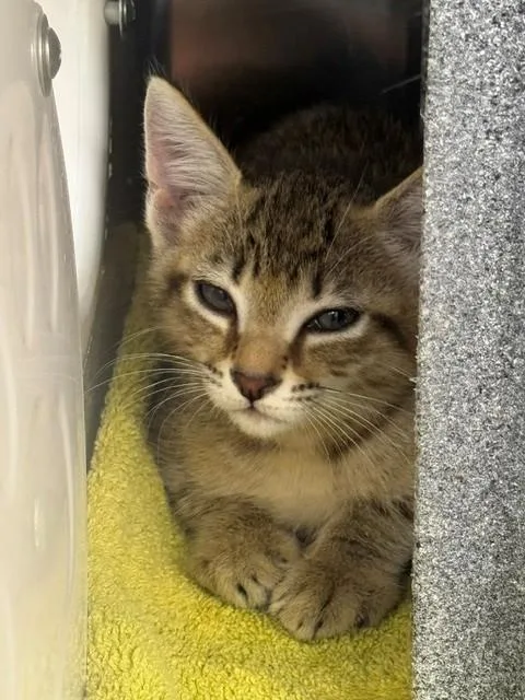 A baby small-sized male Domestic Short Hair cat named Geo for adoption in Naples, FL
