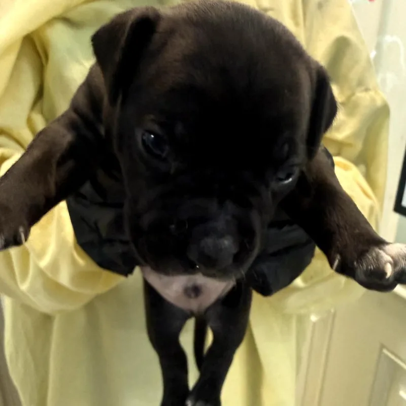 A baby small-sized male Black Mixed Breed dog named Dos for adoption in LOXAHATCHEE, FL