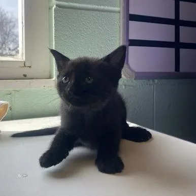 A baby small-sized female Black Domestic Short Hair cat named Fairy Godmother for adoption in South Elgin, IL