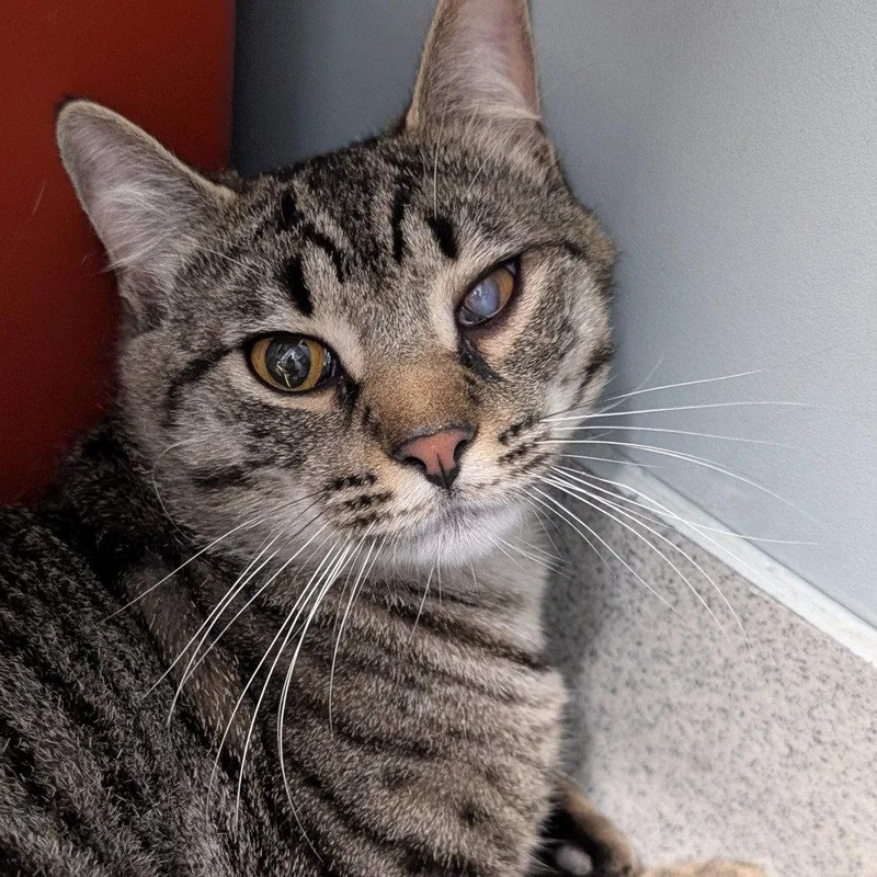 A young medium-sized male Brown / Chocolate Domestic Short Hair cat named Ben for adoption in New Castle, DE