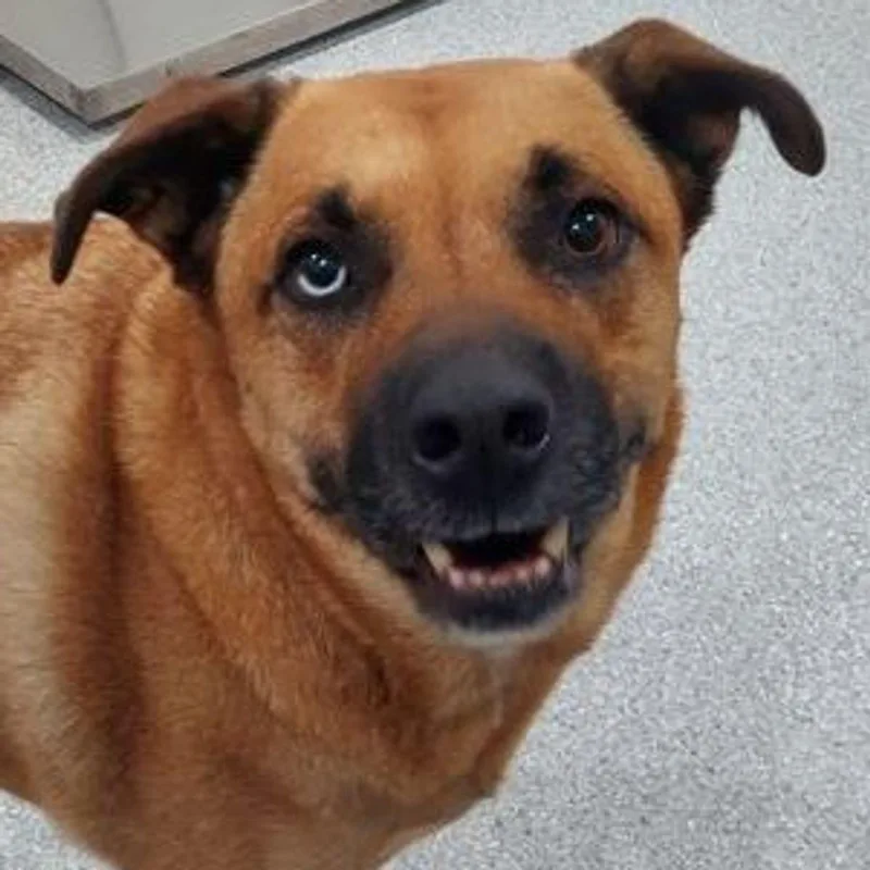 A senior large-sized male Labrador Retriever dog named Havoc for adoption in Lake Havasu City, AZ