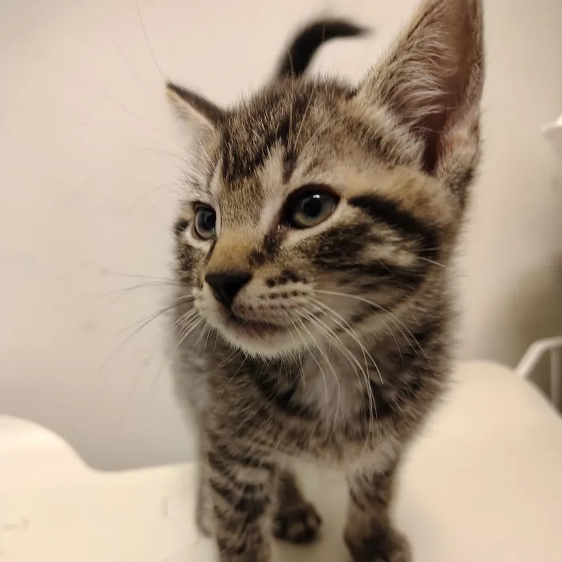 A baby small-sized male Brown / Chocolate Domestic Short Hair cat named Spongebob for adoption in Coos Bay, OR