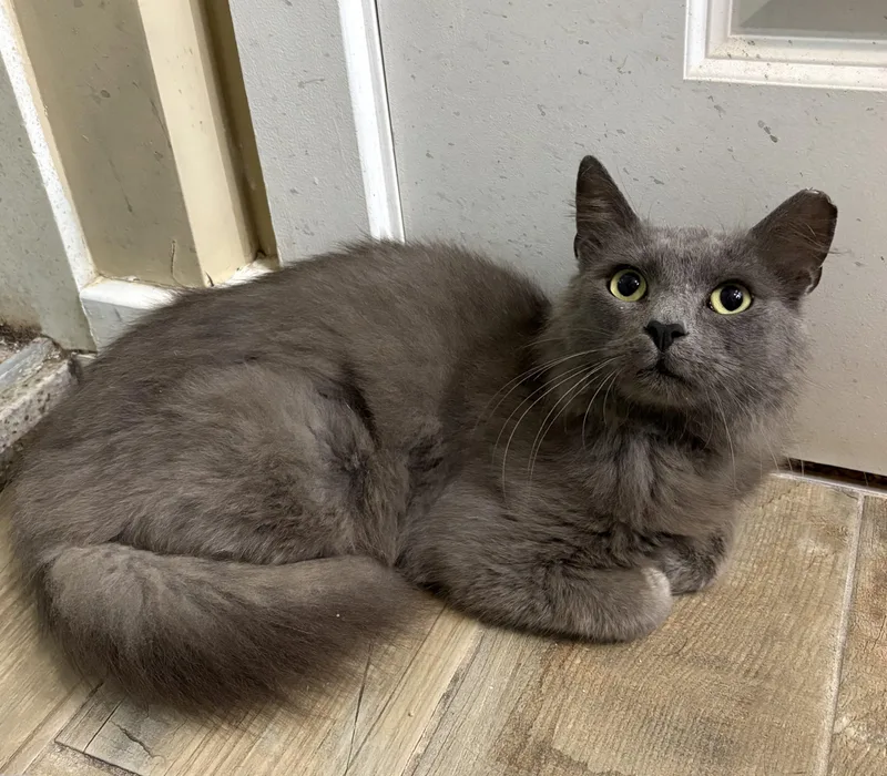 A young medium-sized male Gray / Blue / Silver Domestic Long Hair cat named William for adoption in Seven Valleys, PA