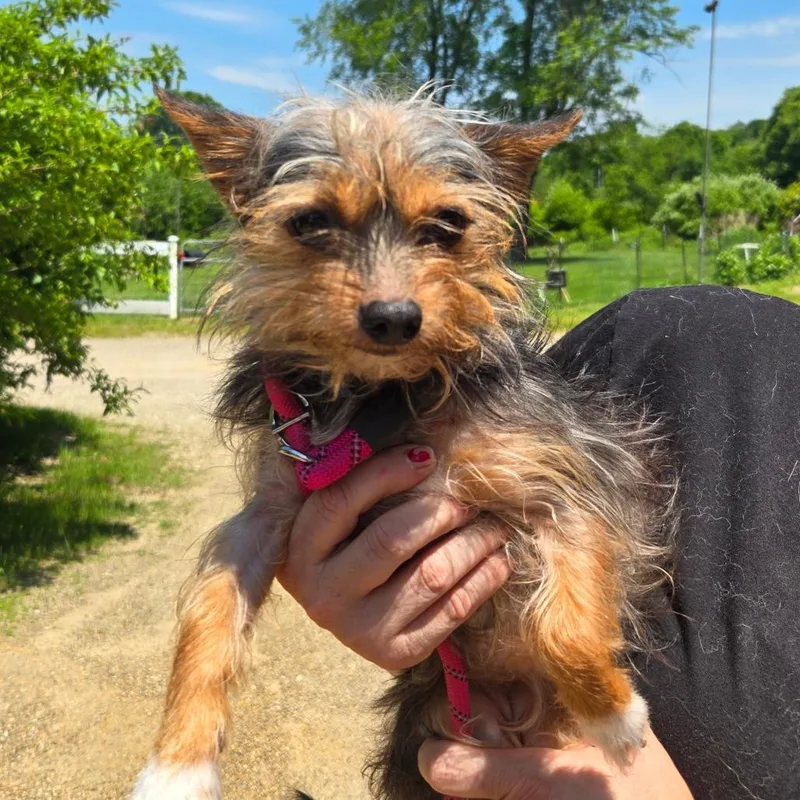 An adult small-sized female Brown / Chocolate Yorkshire Terrier dog named Ct Willamina for adoption in Eastford, CT