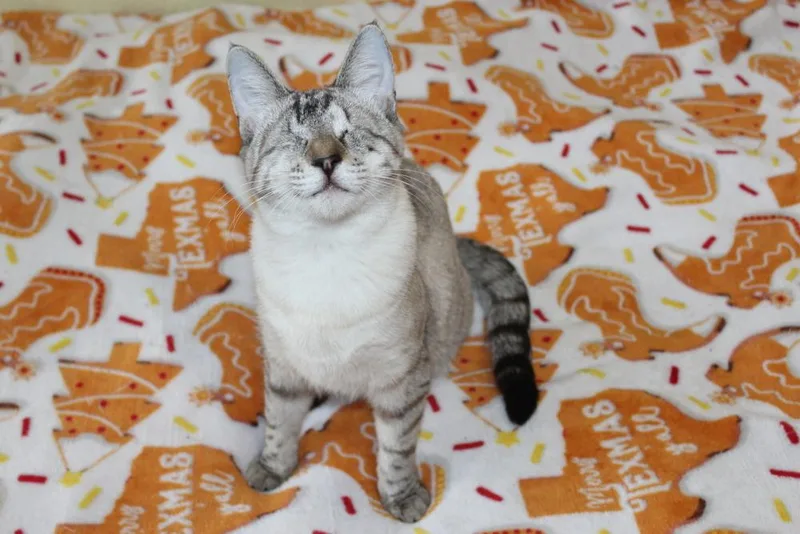 A baby medium-sized male Siamese cat named Blink for adoption in Austin, TX