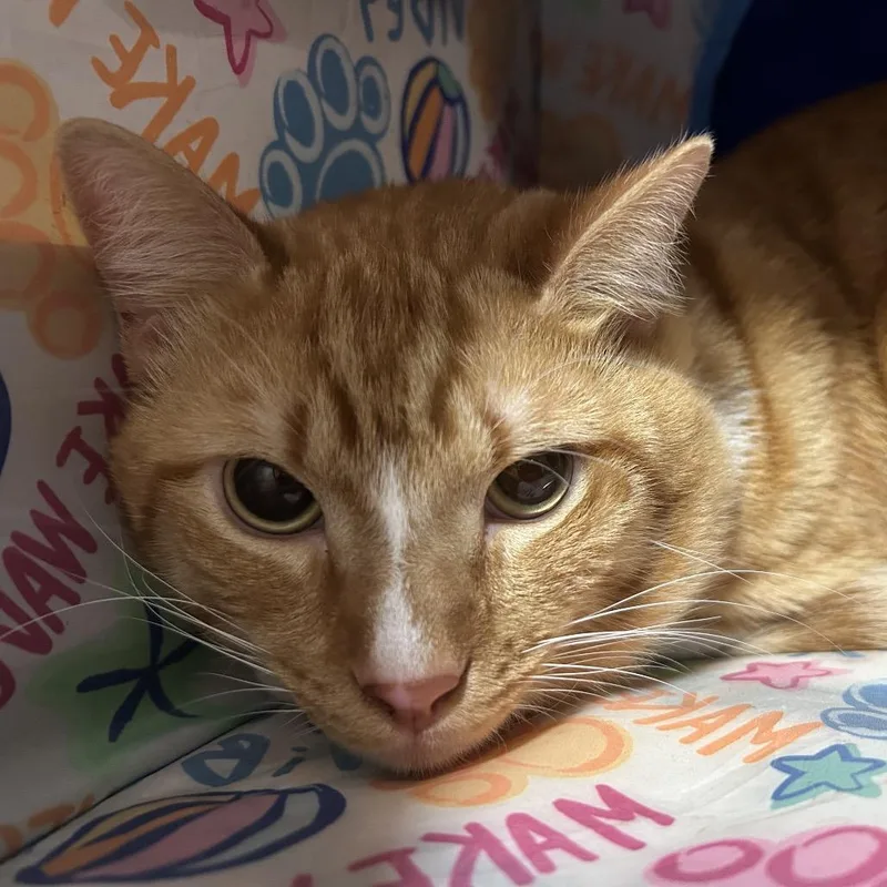 An adult large-sized male Orange / Red Domestic Short Hair cat named Dallas for adoption in Pensacola, FL