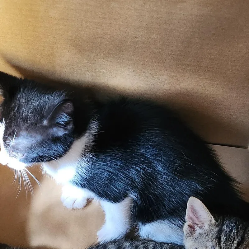 A baby small-sized female Black Domestic Short Hair cat named Cheese Stick for adoption in Greensboro, NC