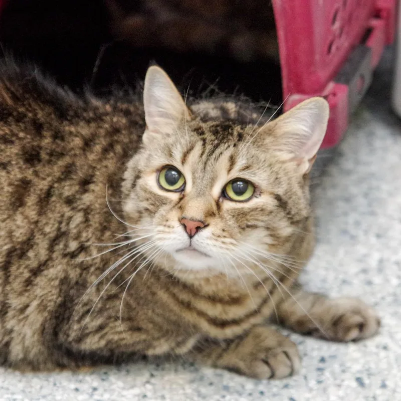 A senior large-sized female Domestic Short Hair cat named Velma for adoption in Scituate, MA