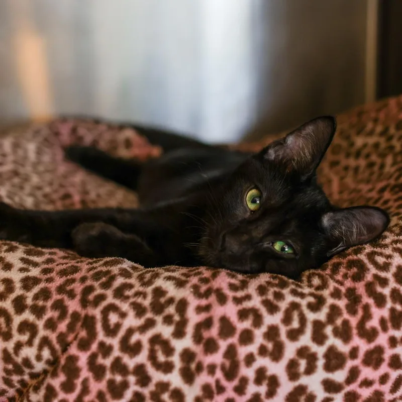 A baby small-sized male Black Domestic Short Hair cat named Fernando for adoption in Los Angeles, CA