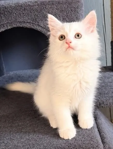 A baby medium-sized female Domestic Long Hair cat named Coconut for adoption in Lodi, CA