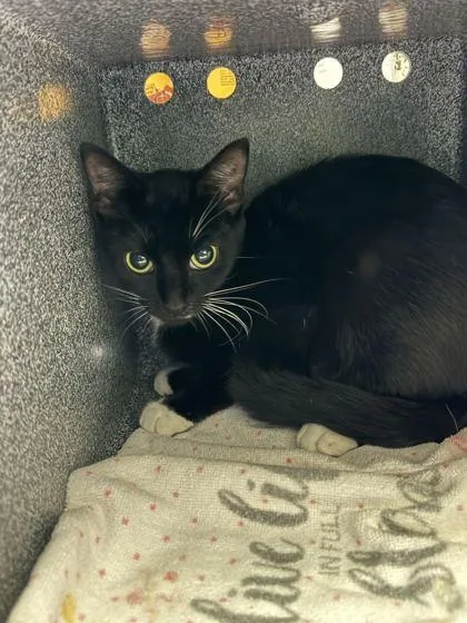 An adult medium-sized female Domestic Short Hair cat named Chloe for adoption in Daytona Beach, FL