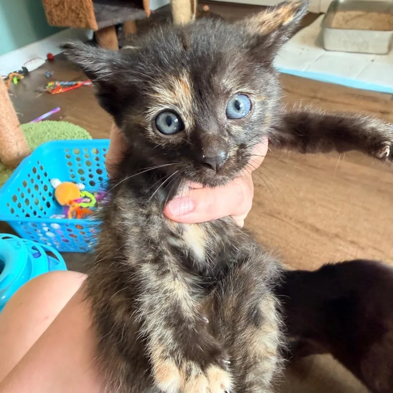 A baby small-sized female Black Domestic Short Hair cat named Georgie for adoption in Tacoma, WA