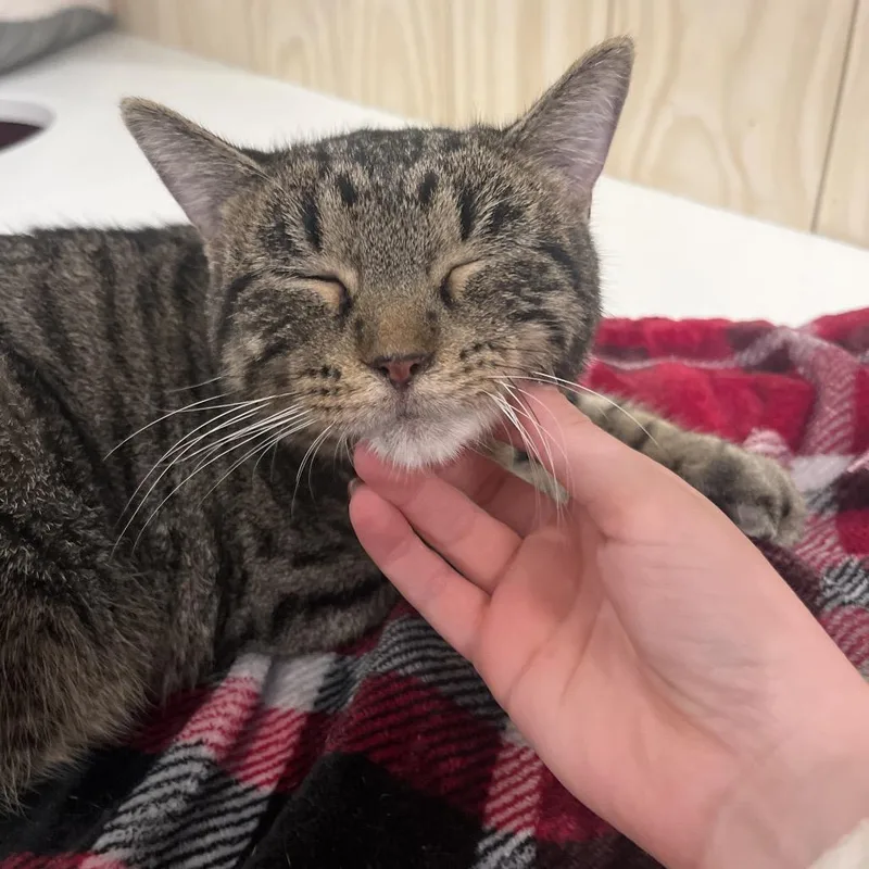 An adult medium-sized female Gray / Blue / Silver Domestic Short Hair cat named Missy for adoption in Bentonville, AR