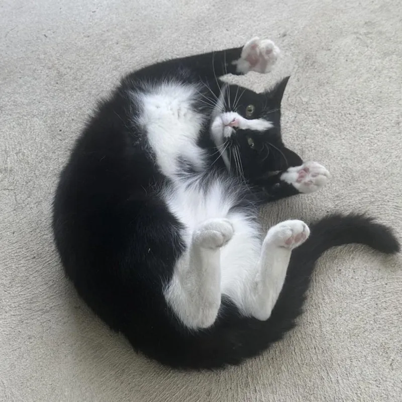 An adult small-sized male Black Domestic Short Hair cat named Draven Home to for adoption in South Elgin, IL