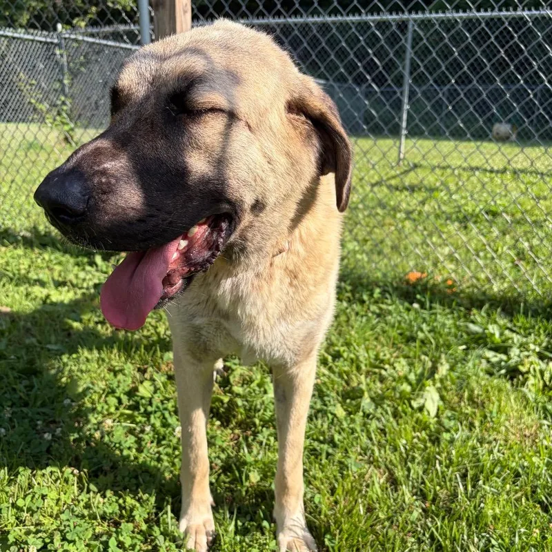 A young extra large-sized female Yellow / Tan / Blond / Fawn Anatolian Shepherd dog named Cookie for adoption in Wilmington, DE