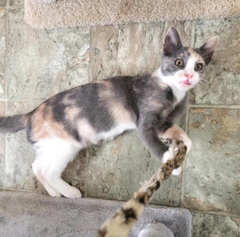 Misty Checkmeowt thumbnail 2