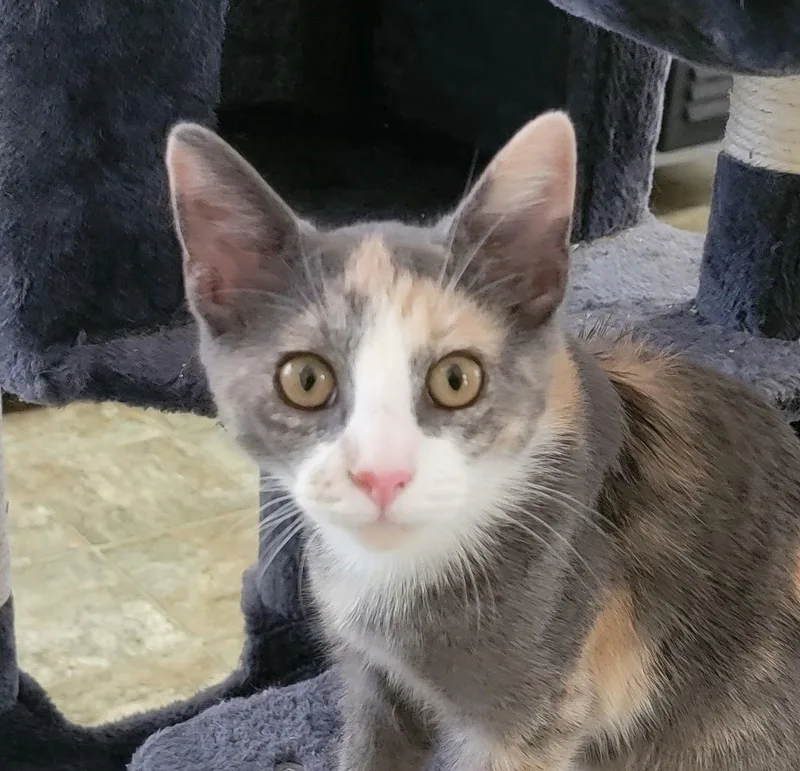 Misty Checkmeowt thumbnail 3