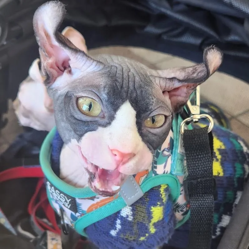 An adult small-sized male Black Sphynx / Hairless Cat cat named Jelly for adoption in Long Beach, CA