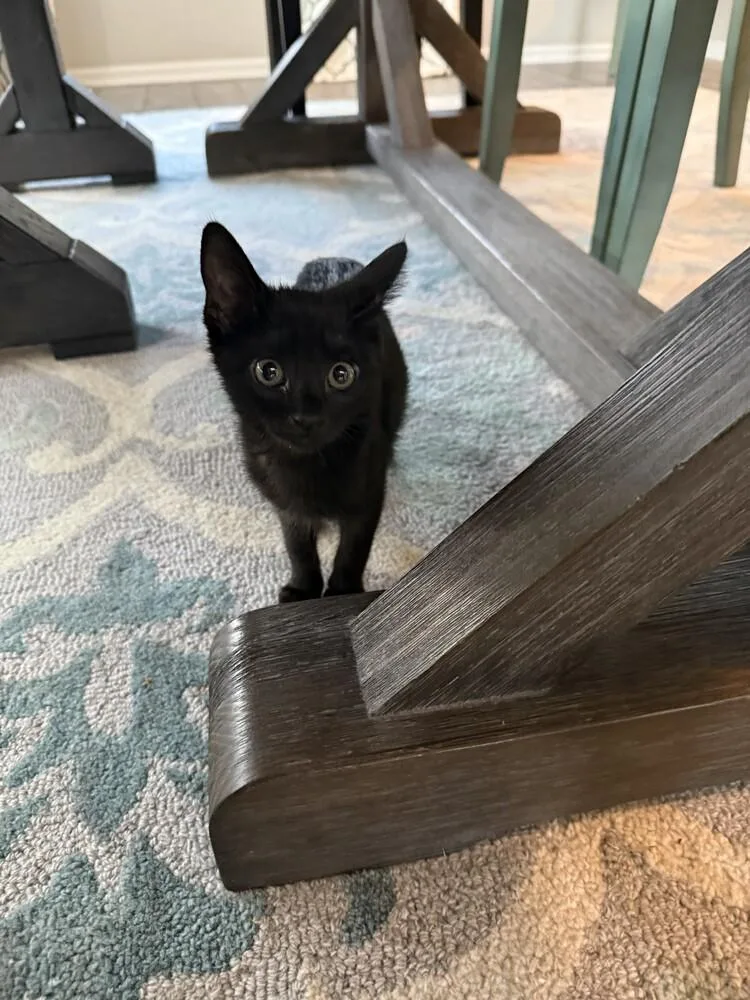 A baby small-sized female Black Domestic Short Hair cat named Toya for adoption in Aurora, CO