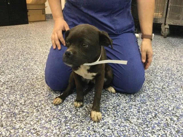 A young small-sized female Terrier dog named Channary for adoption in Thousand Palms, CA