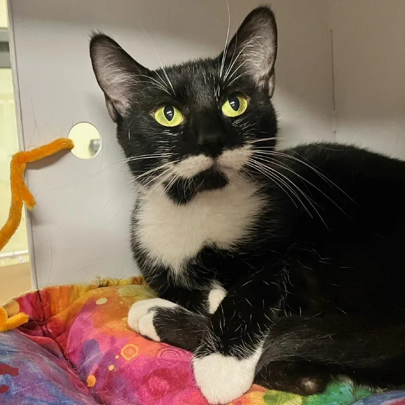 An adult medium-sized female Black Domestic Short Hair cat named Bow for adoption in Briarcliff Manor, NY